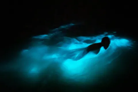 Swimmer trailing blue light, Glistening Waters, Jamaica — Nicolas Marincic