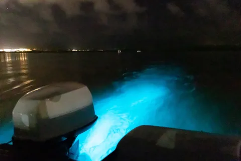 Boat wake glowing with bioluminescence at night, Jamaica — Nicolas Marincic