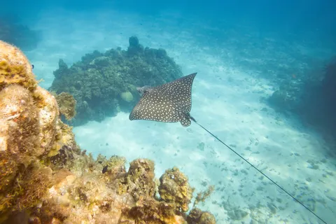 Spotted eagle ray gliding over the reef, Jamaica — Nicolas Marincic