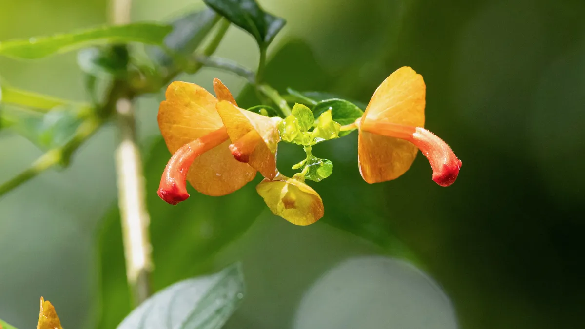 Orange tropical flowers, Jamaica — Nicolas Marincic