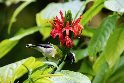 Bananaquit feeding on a red flower, Jamaica — Nicolas Marincic