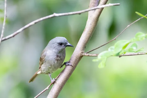Grey bird on a branch, Jamaica — Nicolas Marincic