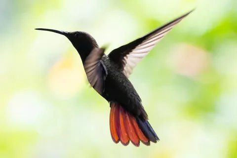 Jamaican mango hovering, tail spread, Jamaica — Nicolas Marincic