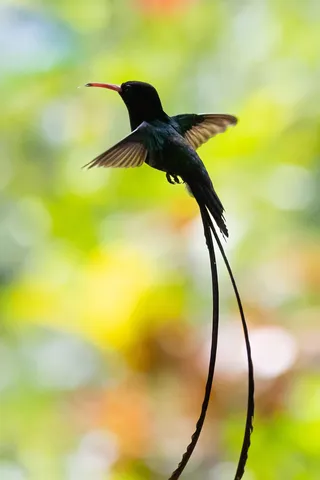 Doctor bird hovering with long tail streamers, Jamaica — Nicolas Marincic