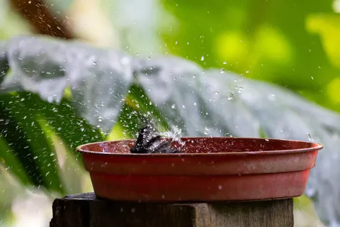 Bird splashing in a water bowl, Jamaica — Nicolas Marincic