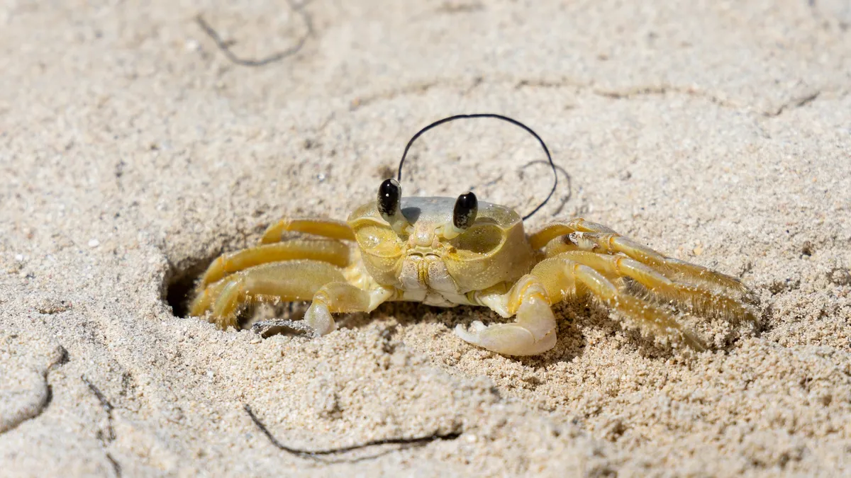 Ghost crab at its burrow in the sand, Jamaica — Nicolas Marincic
