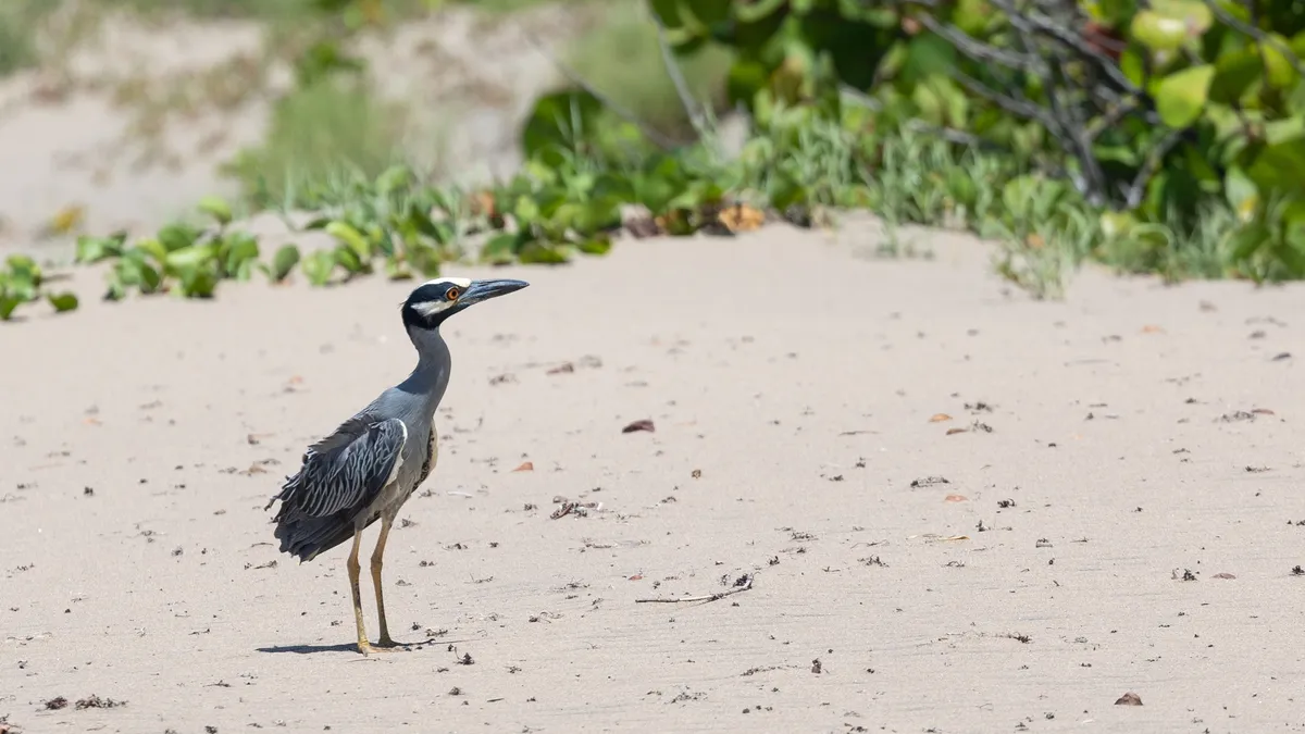 Yellow-crowned night heron on the beach, Jamaica — Nicolas Marincic