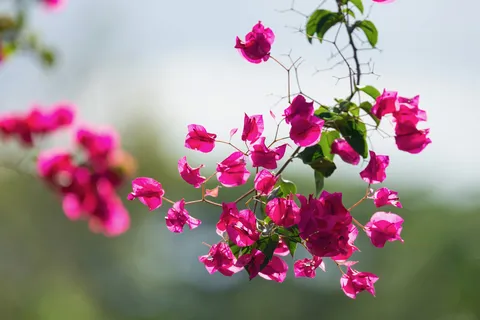 Bougainvillea blossoms, Jamaica — Nicolas Marincic