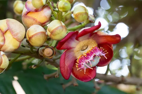 Cannonball tree flower, Jamaica — Nicolas Marincic