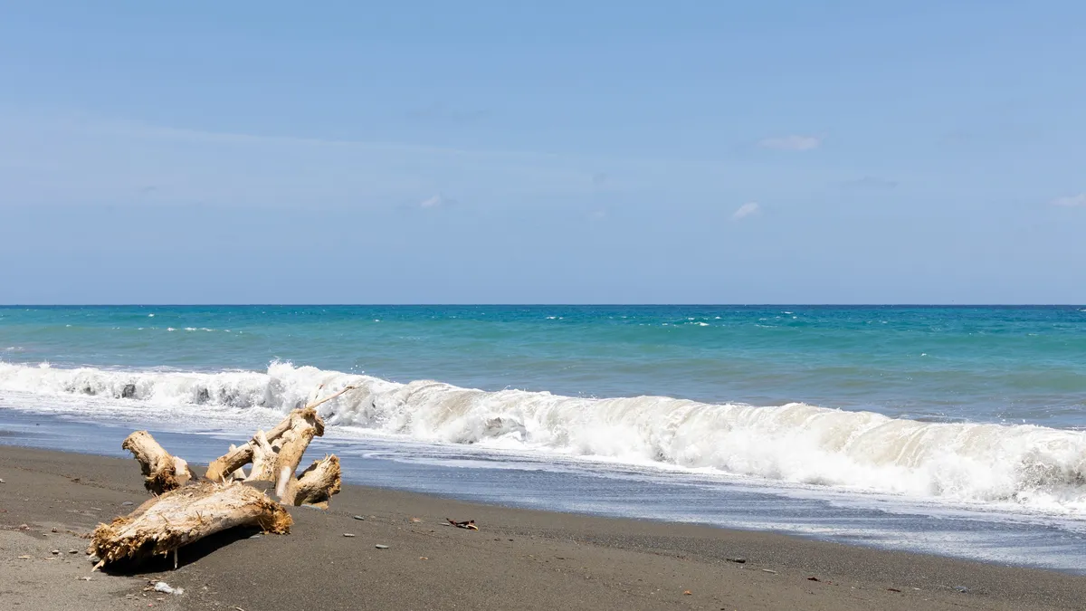 Driftwood on a wave-beaten beach, Jamaica — Nicolas Marincic