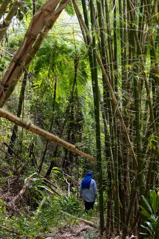 Hiker in a bamboo forest, Jamaica — Nicolas Marincic