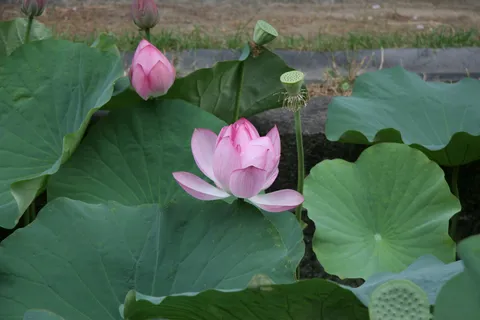 Lotus flowers among the leaves, Japan — Nicolas Marincic