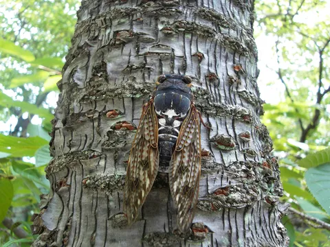 Cicada on a tree, Philosopher’s Path, Kyoto, Japan — Nicolas Marincic