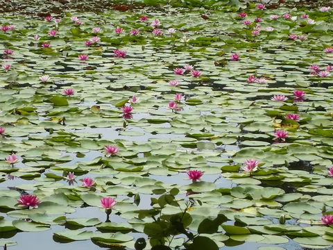 Pond covered with flowering water lilies, Japan — Nicolas Marincic