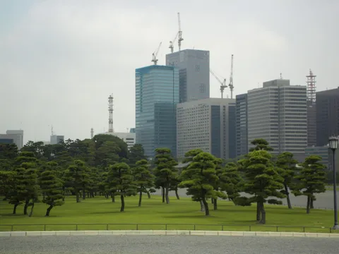 Pruned pines before the towers of Marunouchi, Japan — Nicolas Marincic