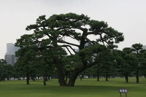 Pruned black pine in a public garden, Japan — Nicolas Marincic