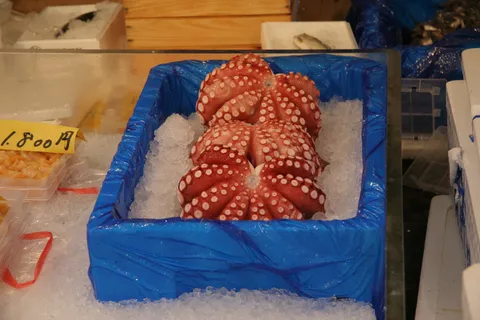 Octopus on ice at a fishmonger’s stall, Japan — Nicolas Marincic
