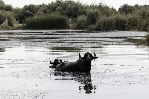 Water buffalo bathing, Azraq Wetland Reserve, Jordan — Nicolas Marincic