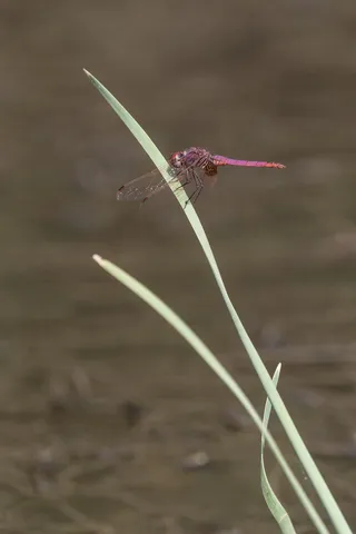 Violet dropwing dragonfly on a reed, Azraq, Jordan — Nicolas Marincic