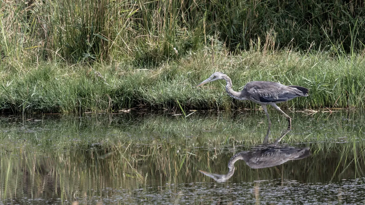 Grey heron and its reflection, Azraq, Jordan — Nicolas Marincic
