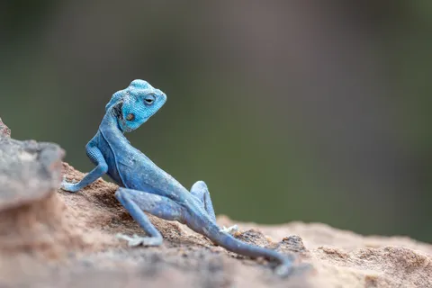 Electric-blue Sinai agama, Jordan — Nicolas Marincic