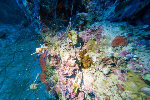 Wall of colourful corals, Egypt — Nicolas Marincic