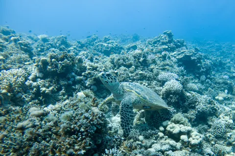 Green turtle on the reef, Dahab, Egypt — Nicolas Marincic
