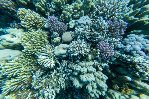 Hard coral garden, Dahab, Egypt — Nicolas Marincic