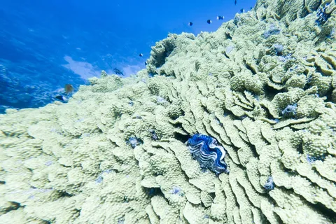 Giant clam among the corals, Egypt — Nicolas Marincic