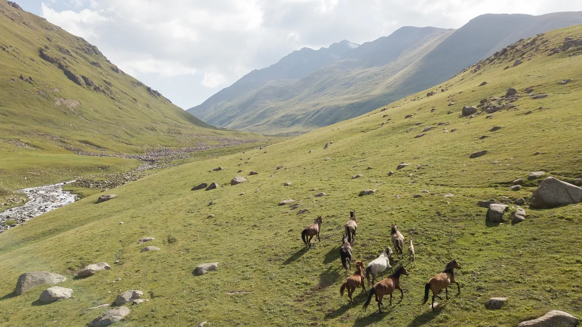 Chevaux dans une vallée d’altitude, Kirghizistan — Nicolas Marincic