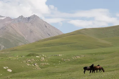 Chevaux paissant au pied des montagnes, Kirghizistan — Nicolas Marincic