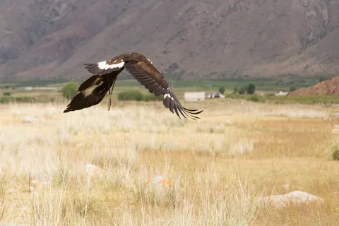 Golden eagle in flight over the steppe, Kyrgyzstan — Nicolas Marincic