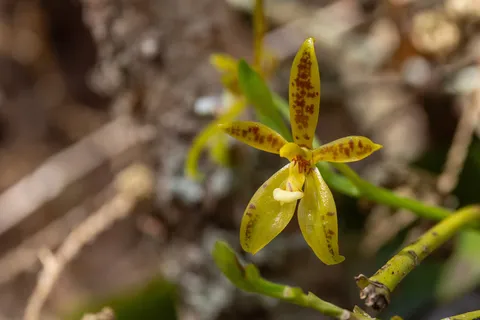 Wild yellow orchid on the forest floor, Laos — Nicolas Marincic