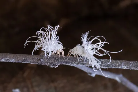 Pair of waxy planthopper nymphs on a branch, Laos — Nicolas Marincic