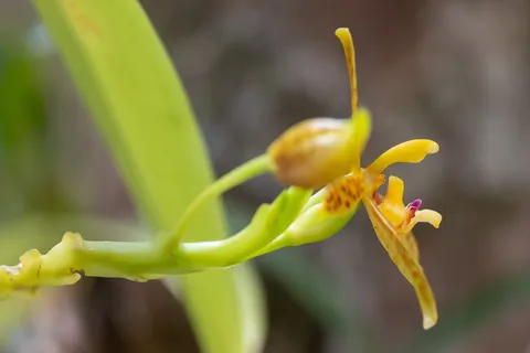 Yellow and red wild orchid, Laos — Nicolas Marincic