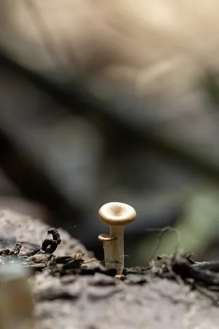 Tiny mushroom on a log, Laos — Nicolas Marincic