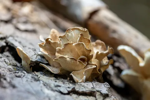 Bracket fungus on bark, Laos — Nicolas Marincic