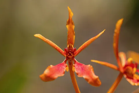 Wild orange orchid, Laos — Nicolas Marincic