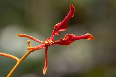 Red wild orchid, Laos — Nicolas Marincic