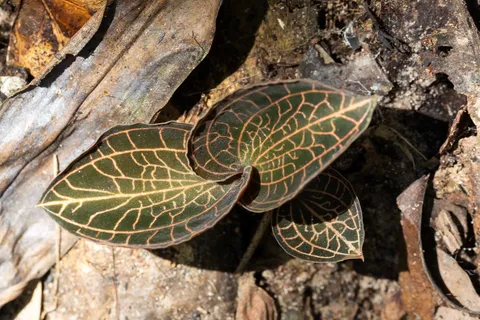 Jewel orchid leaves on a rotting log, Laos — Nicolas Marincic