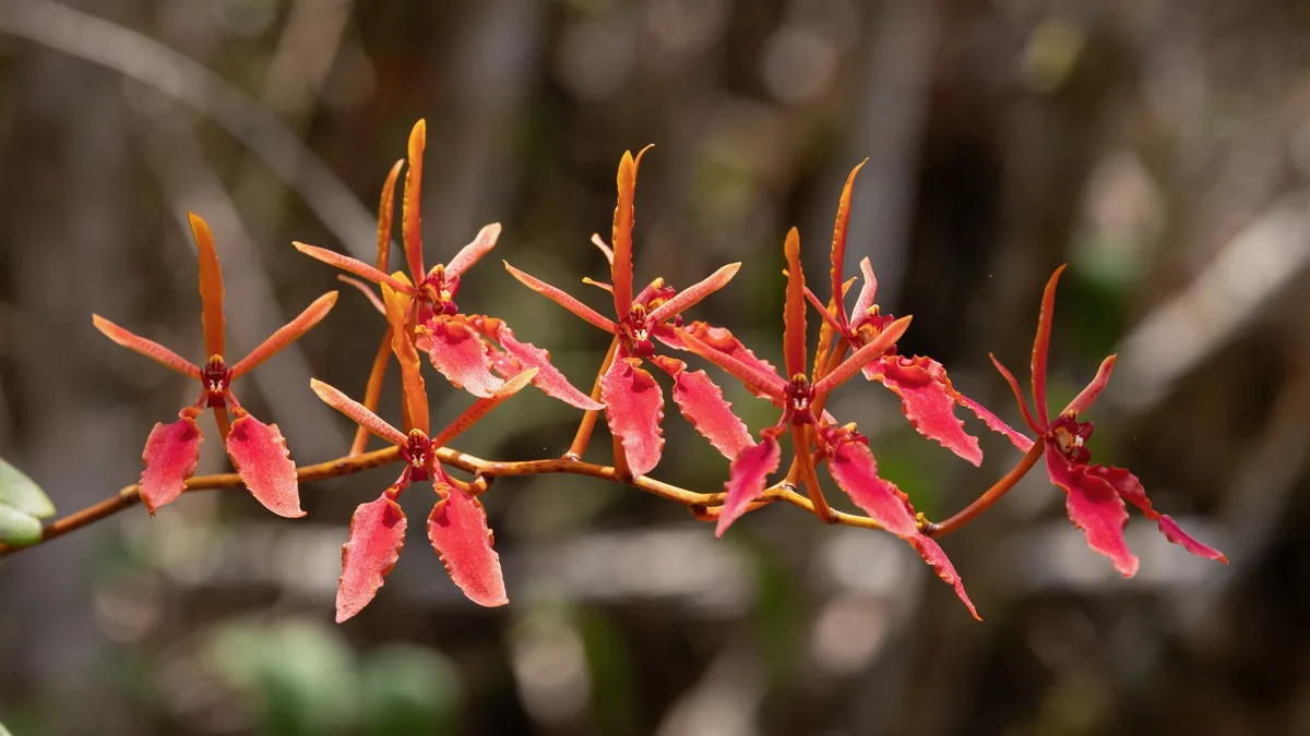 Spray of red orchids, Laos — Nicolas Marincic