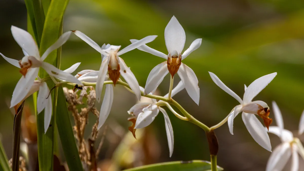 White wild orchids, Laos — Nicolas Marincic