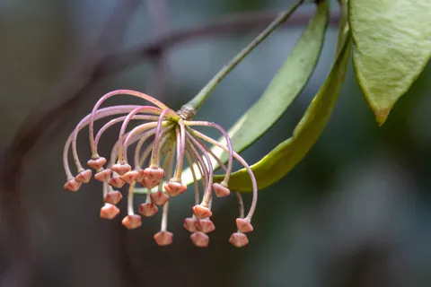 Hoya flower cluster, Laos — Nicolas Marincic