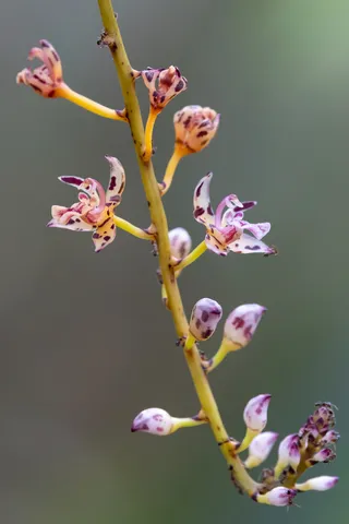 Spray of spotted orchids, Laos — Nicolas Marincic