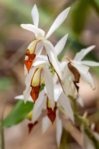 Cluster of white orchids, Laos — Nicolas Marincic