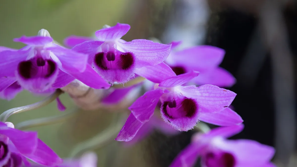 Purple dendrobium orchids, Laos — Nicolas Marincic