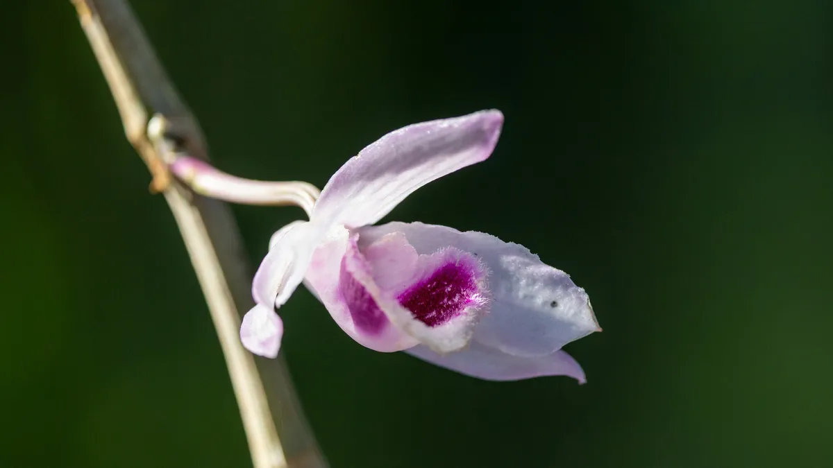 Single pale pink orchid, Laos — Nicolas Marincic