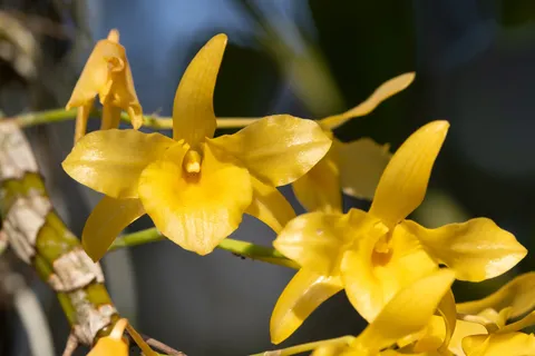 Yellow dendrobium orchids, Laos — Nicolas Marincic