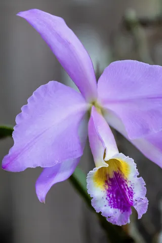 Lilac cattleya orchid, Laos — Nicolas Marincic