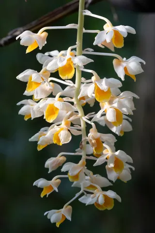 Hanging dendrobium orchid raceme, Laos — Nicolas Marincic